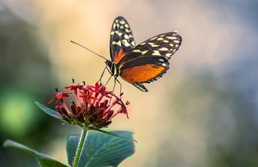natura, las, ekowakacje, ekodomek