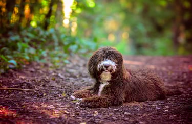 spanish water dog, ispanu vandens suo, veislynas garbanu jura