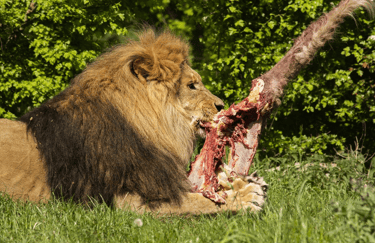 Lion eating meat