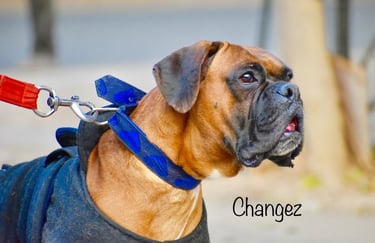 Dog Boarding, Dog Boarding near me, Pet Boarding, Pet Boarding near me, Dog Care, Happy Pettings