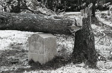 Tree fallen on a tombstone