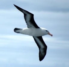 L'albatros 