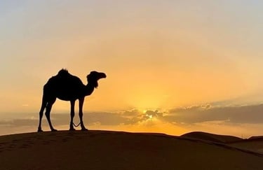 A camel stands on a desert dune, sillhoueted against the setting sun