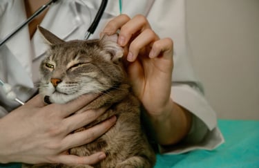 Dierenarts inspecteert voorzichtig het oor van een rustige grijze kat ter voorbereiding op het toedi