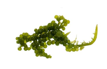 Caulerpa racemosa