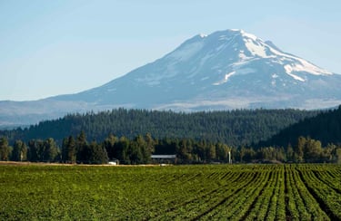 Nutrilite organic farm in Trout Lake West, USA
