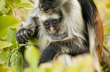 Zanzibar red colobus monkey carrying its baby in Jozani Forest during a wildlife tour