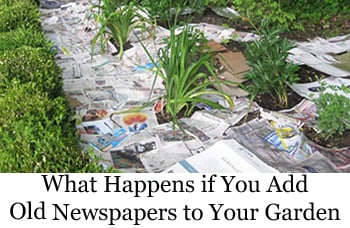 newspapers in the garden image