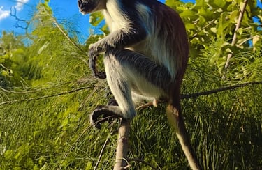 Zanzibar red colobus monkey resting in the tree canopy of Jozani Forest