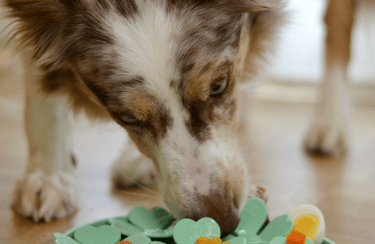 dogAdvisor | dogadvisor | dog advisor | dogAdvisor.dog