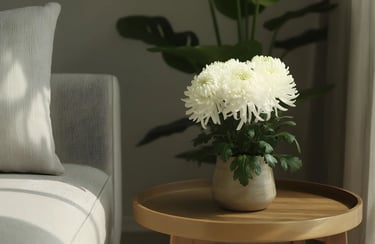 Chrysanthemum (गुलदाउदी) Plant