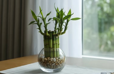 Lucky Bamboo (लकी बैम्बू)