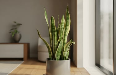 Snake plant (Sansevieria trifasciata, स्नेक प्लांट)