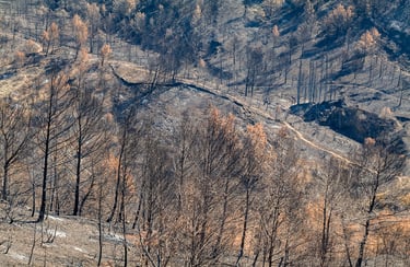Incendie dans l'Aude la nature détruite