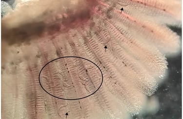 Gill Flies (Dactylogyrus & Gyrodactylus) in fish