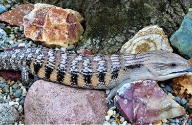 blue tongued skink