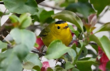 Wilson’s Warbler with bright yellow plumage hidden among flowering foliage in southern Mexico