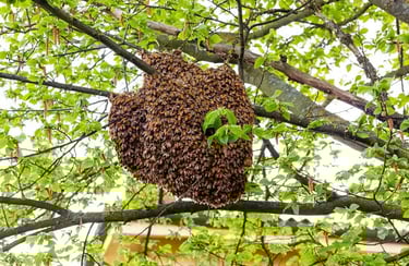 essaim abeilles Annemasse Bonneville Cluses Évian-les-Bains Gaillard La Roche-sur-Foron Megève