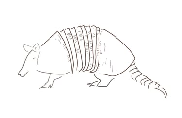 Illustration of armadillo by Olivia Haughton