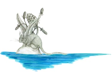 Draw of a rodent in an island, by Blanca Moncunill Solé CC BY-NC-ND 4.0