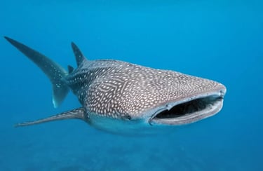 swimming with the whale shark Puerto Princesa Palawan