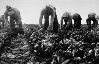 Dorothea Lange - A group of people cutting lettuce in Salinas, California. 1935