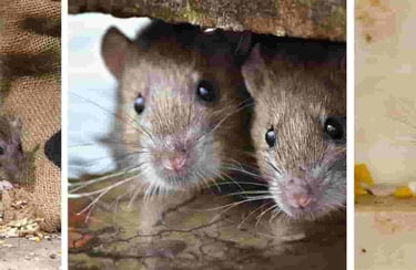 Rodents in Cavities throughout your home
