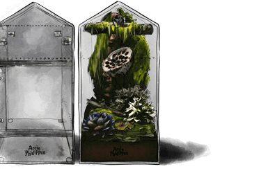 terrarium pour araignée - terrarium pour phidippus regius - petit terrarium