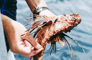 La manipulation du poisson-lion exige de la vigilance, de la formation et une technique appropriée