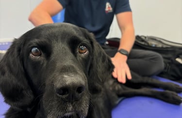 black labrador having canine physiotherapy
