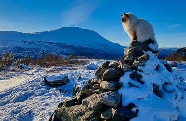Sjokolademasket Hellig Birma Sofus Armani Gaustatoppen Supreme Premier