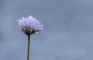 A single purple chive flower in bloom against a soft blue background.