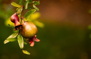 A small green and red ripening pomegranate fruit hanging on a leafy tree branch.