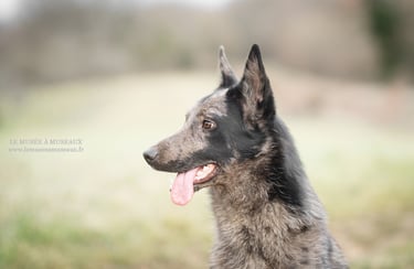 Néo (par Le Musée à Museaux : https://www.lemuseeamuseaux.fr/)