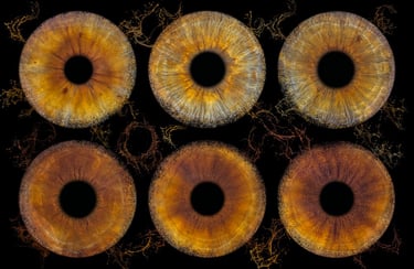 6 iris