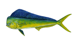 a fish fish with a blue tail and yellow tail