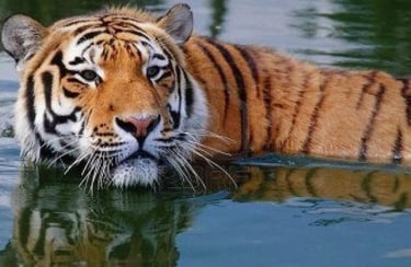 Terra Natura en Benidorm