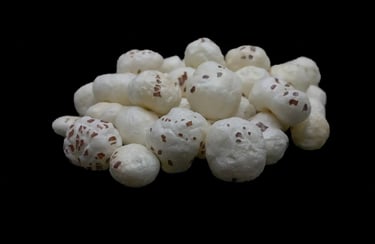 Makaha - Fox nuts - WEARE OCEAN EXPORT