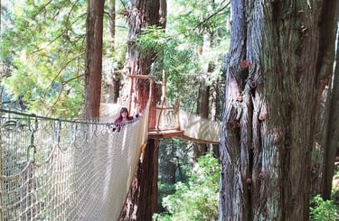 CA Coast - The Redwood Canopy Trail at Trees of Mystery has suspensions bridges between giant trees