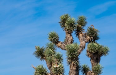 a joshua tree and blue skies in the background in death valley california