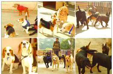 Dog Boarding, Dog Boarding near me, Pet Boarding, Pet Boarding near me, Dog Care, Happy Pettings