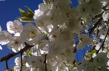 Cherry blossom