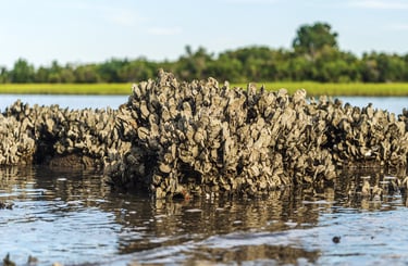 Oyster Reef