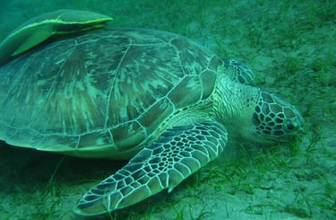 mexico playa akumal turtles
