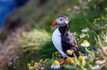 Puffins Sumburgh Head Lighthouse Shetland