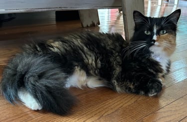 Paris, the face of "The Purring Paintbrush"
