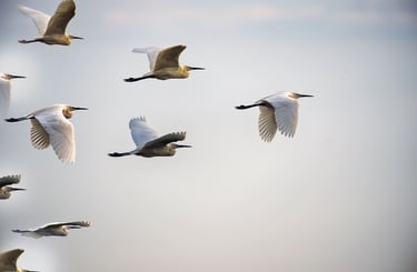 flock of storks in V formation