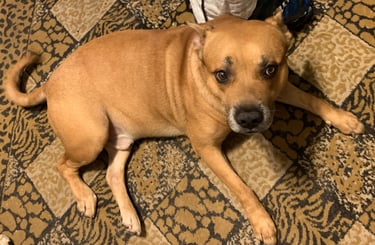 A tan mixed breed dog lying down on a patterned animal print rug and looking up.