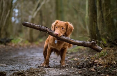 dogAdvisor | dogadvisor | dog advisor | dogAdvisor.dog