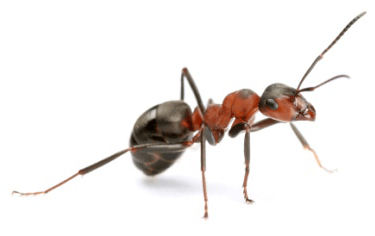 ants